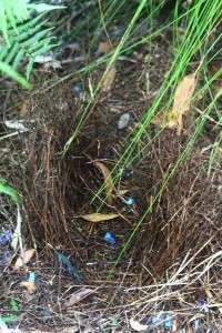 A bower built by the Satin Bowerbird